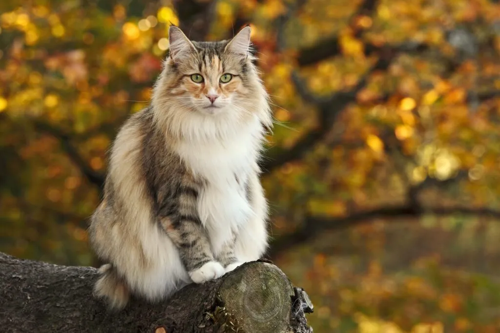 Norveška šumska mačka u prirodi