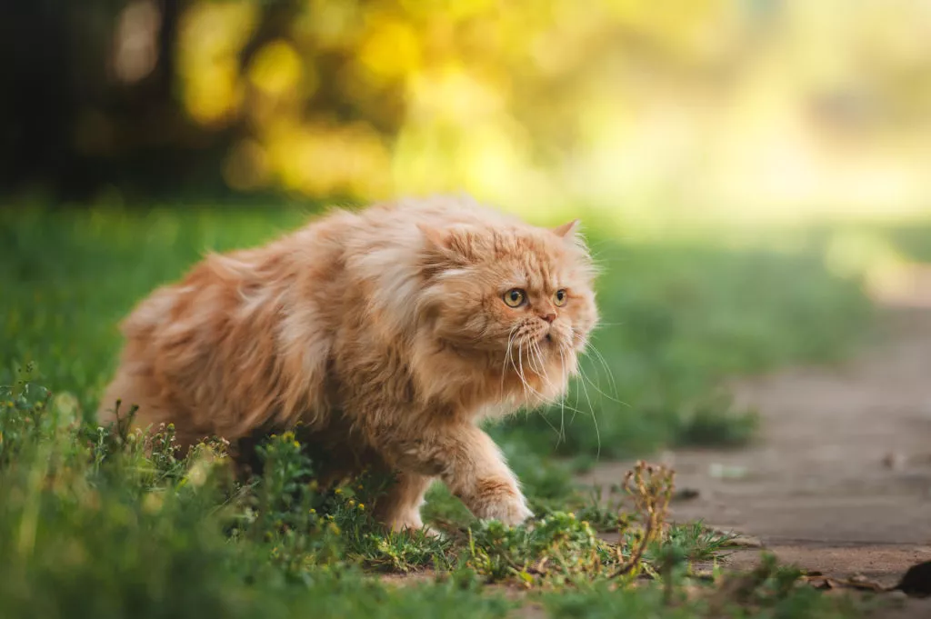perzijska mačka šeta u travi