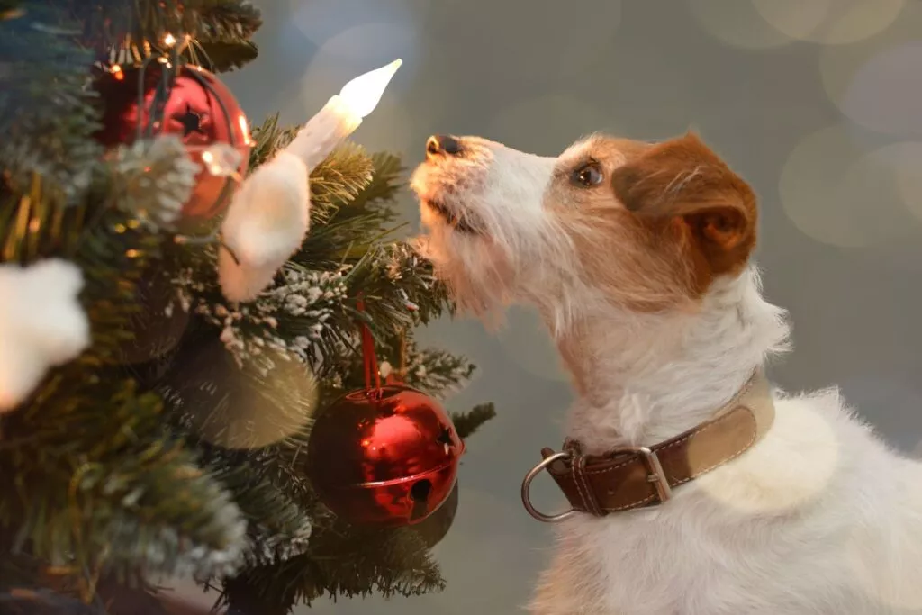 jack russel se igra sa božićnim svjećicama