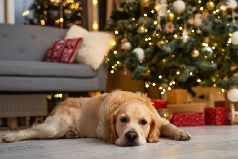 zlatni retriver leži ispod ukrašnog božićnog drva