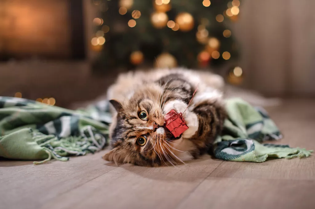 Mačka u igri s božićnim poklonom