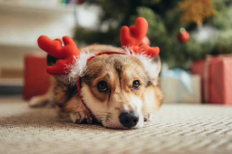 velški-corgi-božić Božić sa psom