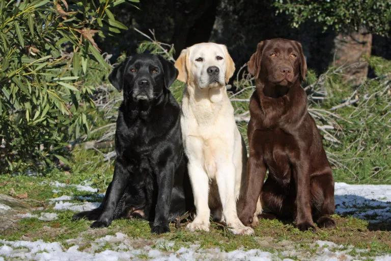 Crni, bijeli i smeđu labrador retriver u prirodi