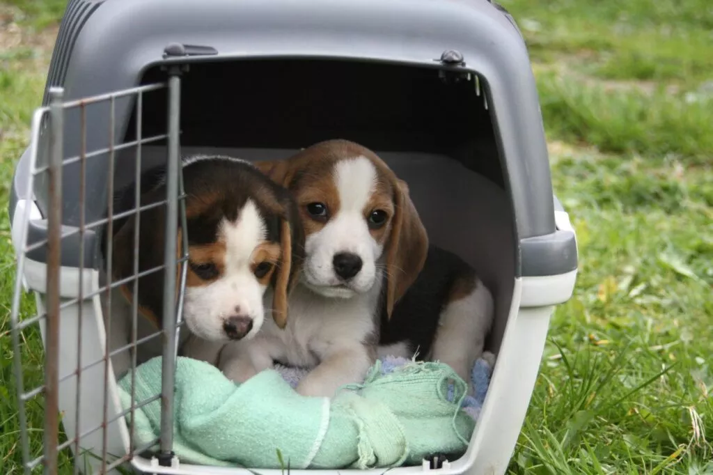 Dva štenca bigla u transporteru na travnjaku