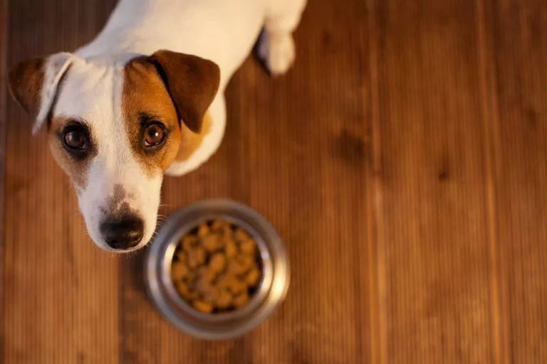 Hrana za pse s alergijama