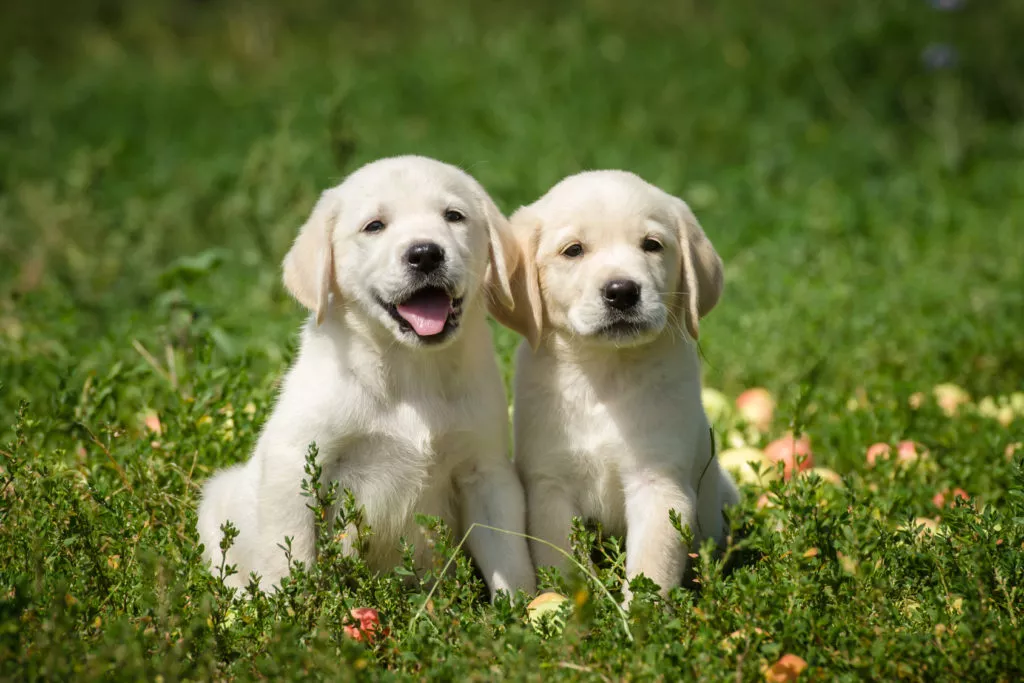 2 štenca labrador retrivera na livadi