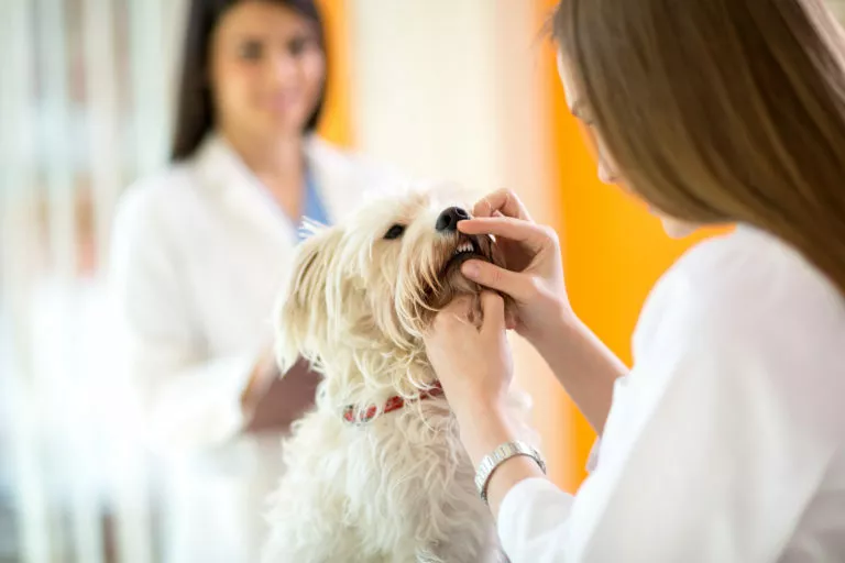 maltezer kod veterinara