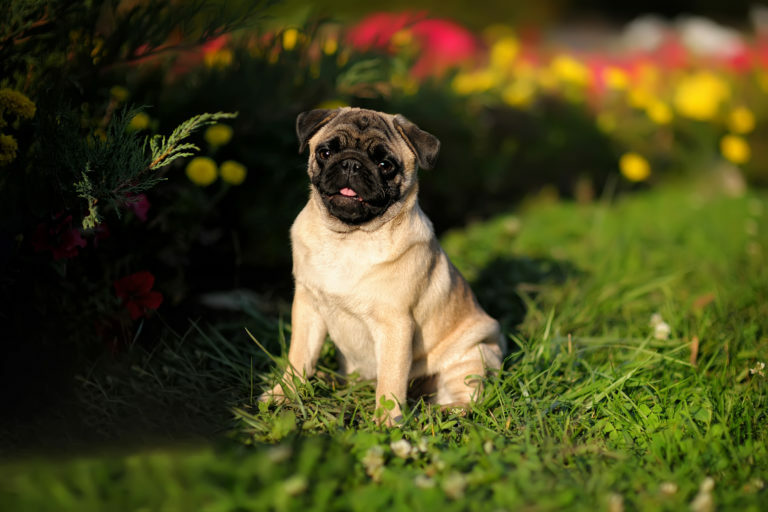 mops sjedi na travi Mops u travi