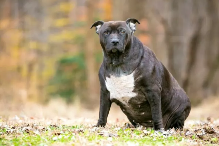 Pretilost psa: pretili Pitbull sjedi na livadi