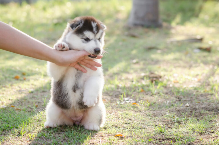 Štene sibirskog huskyja Štene sibirskog huskyja grize prst