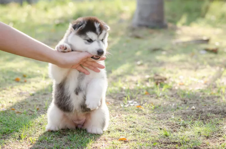 Štene sibirskog huskyja grize prst