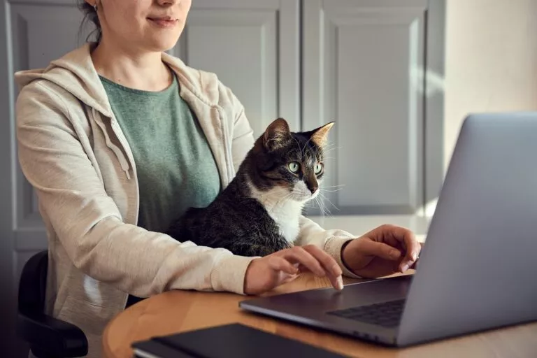 Vlasnica sjedi s mačkom u krilu dok radi na laptopu