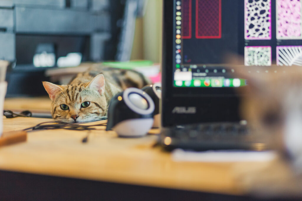 Cute cat mit katze zu hause arbeiten