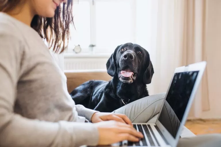 Crni pas sjedi pored vlasnice koja radi na laptopu