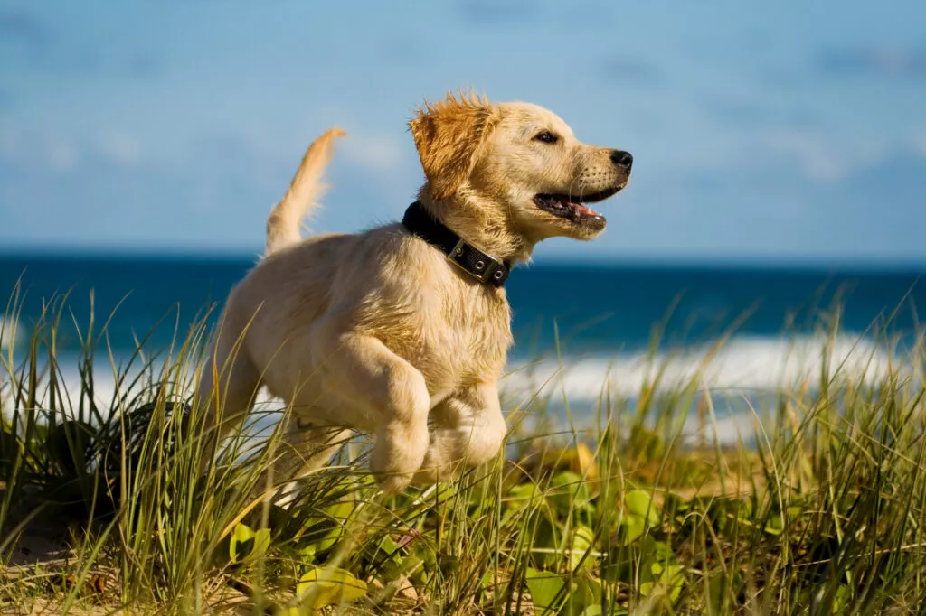 Štene labradora u trku na plaži