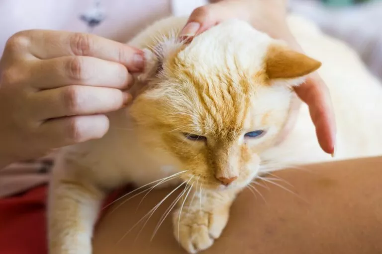 Čišćenje ušiju mačke