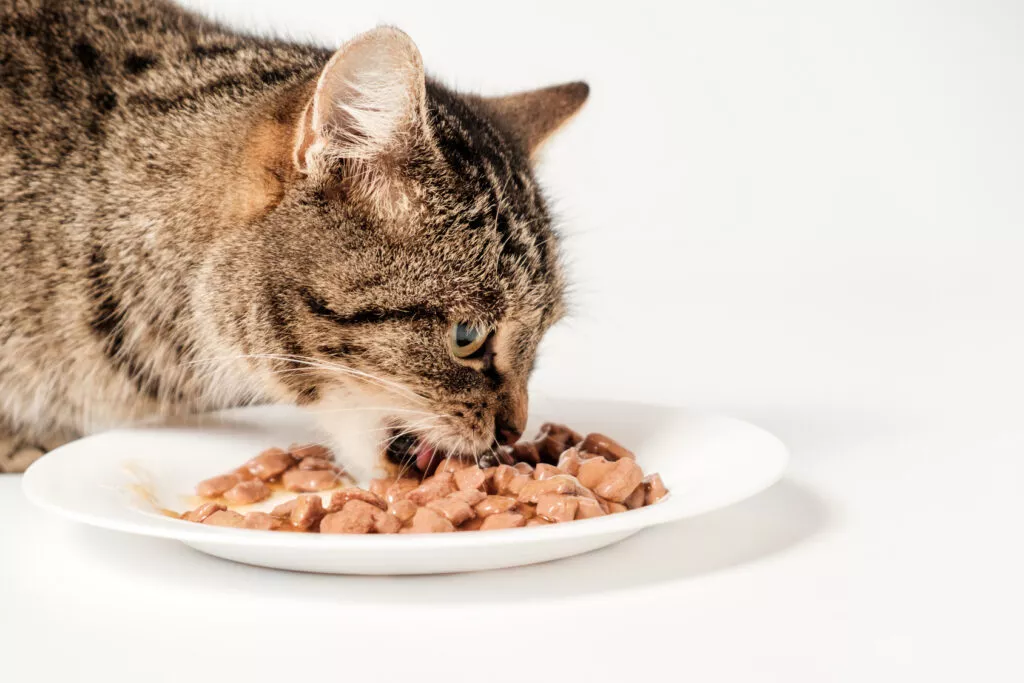 mačka jede hranu