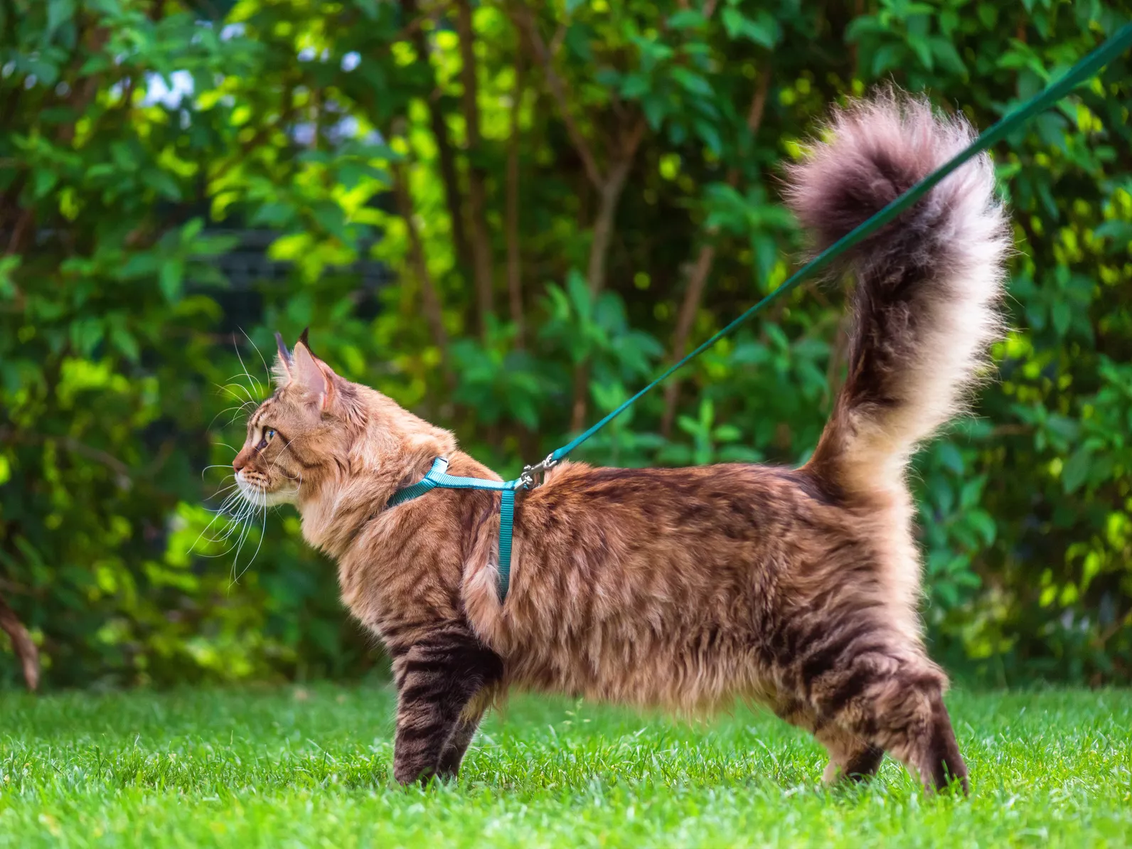 maine coon u šetnji na uzici