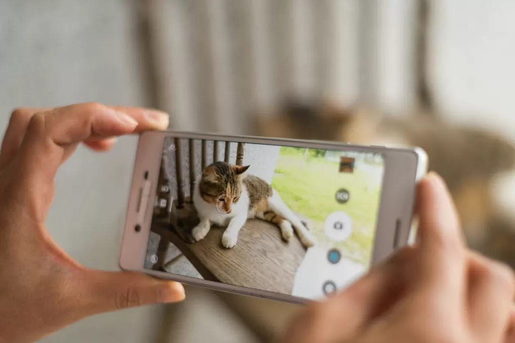 Fotografiranje mačke mobitelom