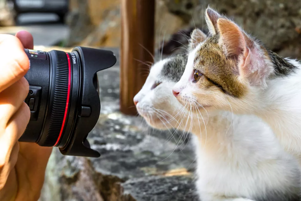 Fotografiranje dviju mačaka