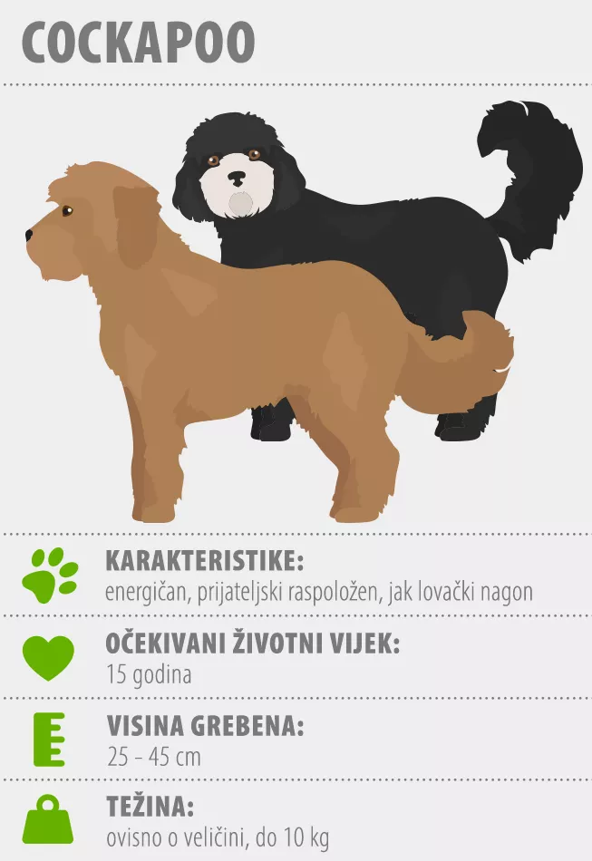 Cockapoo infografika