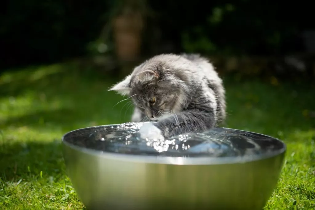 Igra mačke s vodom