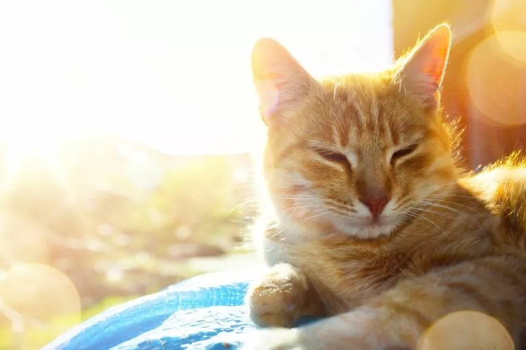 Mačka uživa na suncu