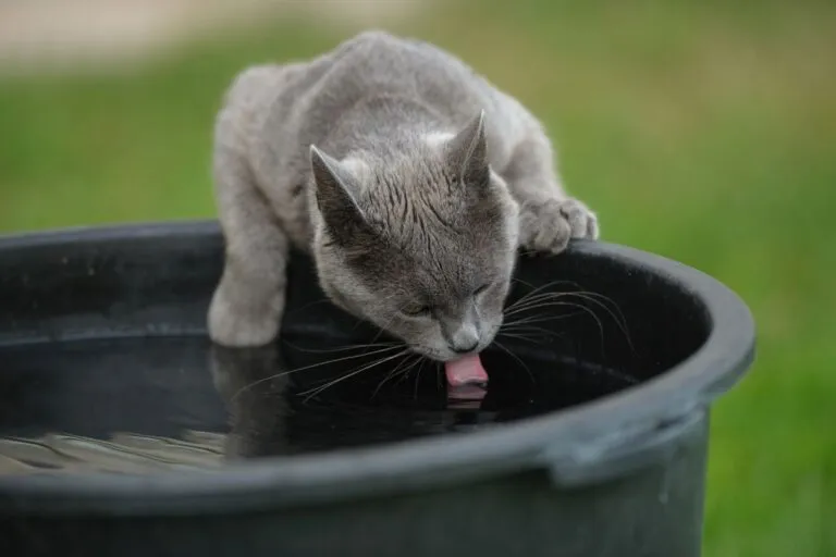 Graue Katze trinkt aus Regentonne