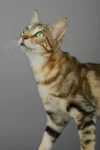 Mlada Sokoke mačka