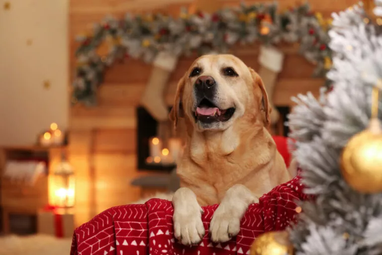 Pas kao božićni poklon