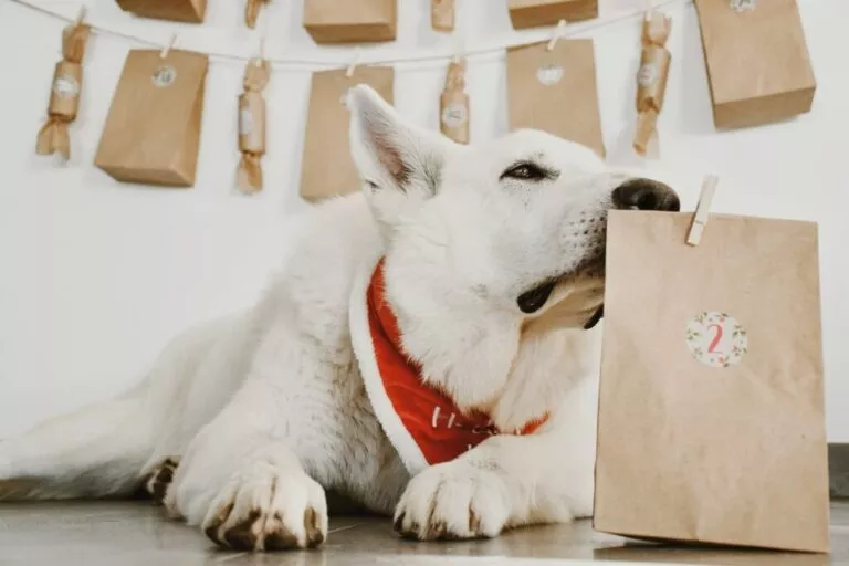 Pas otvara prvu vrećicu adventskog kalendara