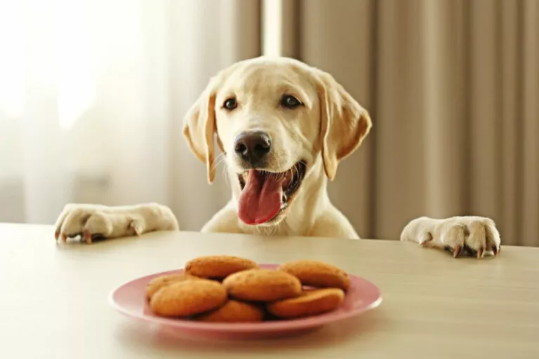 Labrador i kolačići za pse