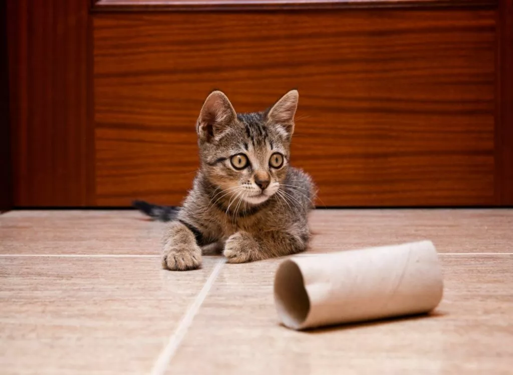 Igračka za mačke - prazni svitak toaletnog papira