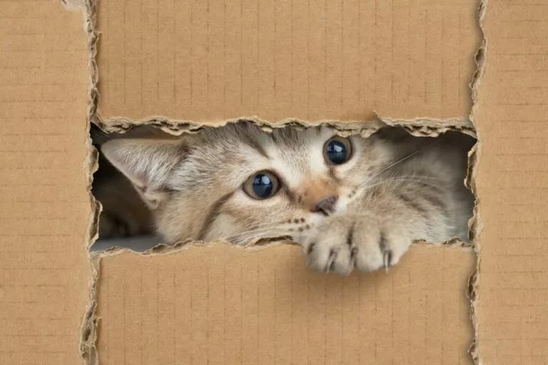 Mačka u kutiji