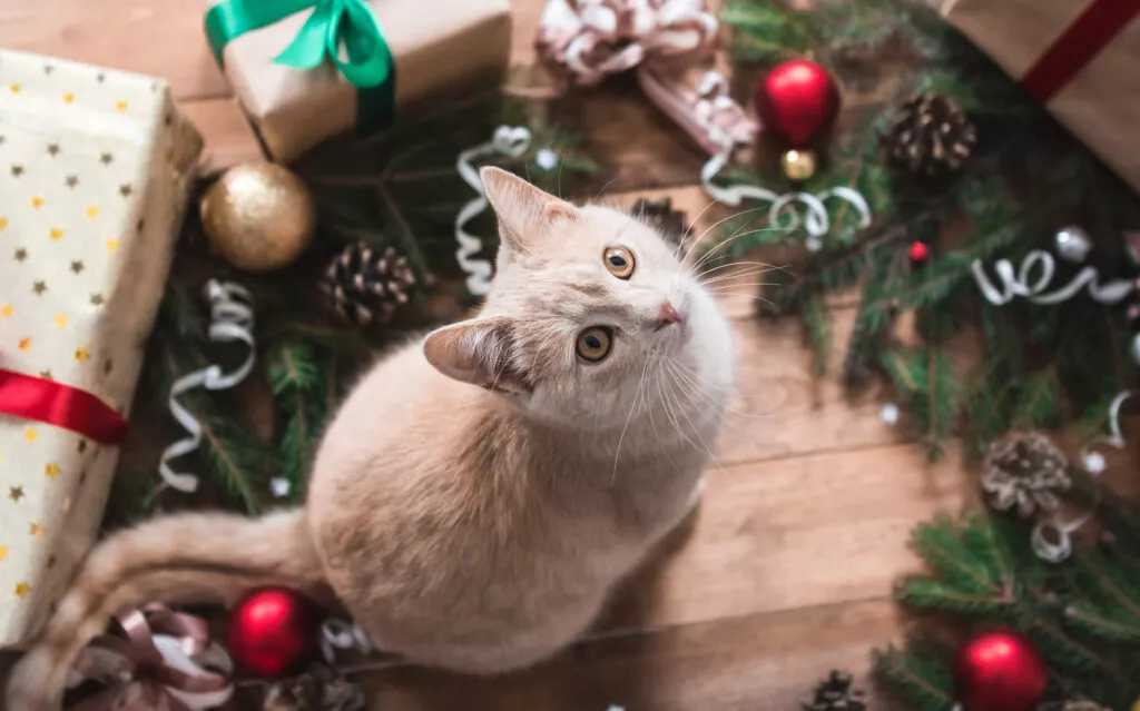 Mačka okružena poklonima i ukrasima gleda božićno drvce