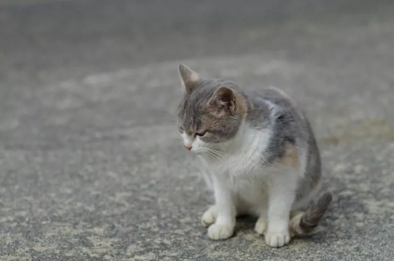 Mačka na ulici