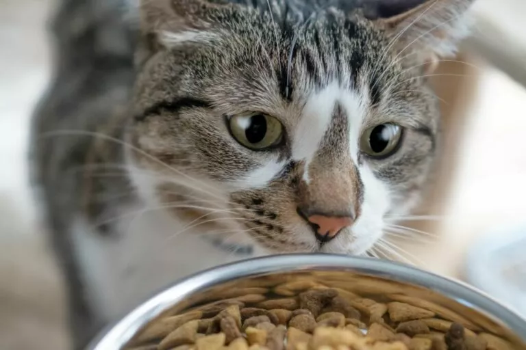 mačka-posuda za hranu