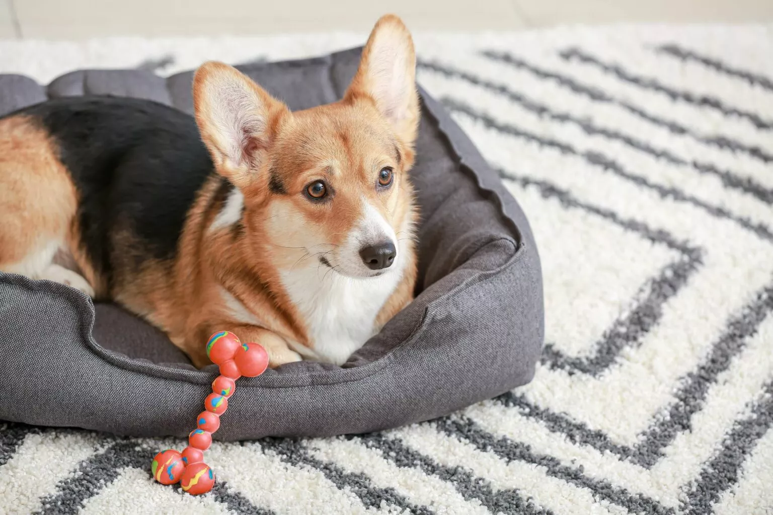 Corgi u krevetiću za pe