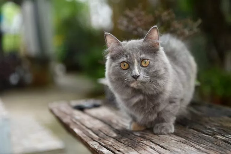 Siva munchkin mačka na drvenoj klupi
