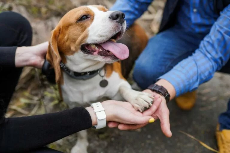 Beagle i vlasnici