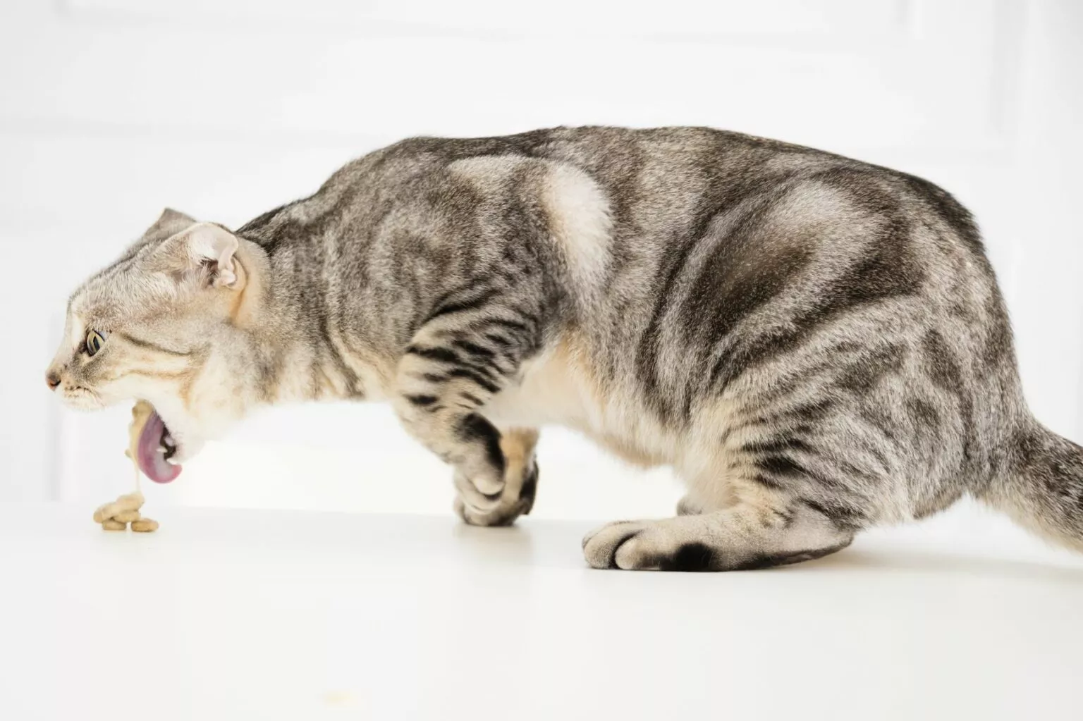 Simptomi opstrukcije crijeva kod mačke