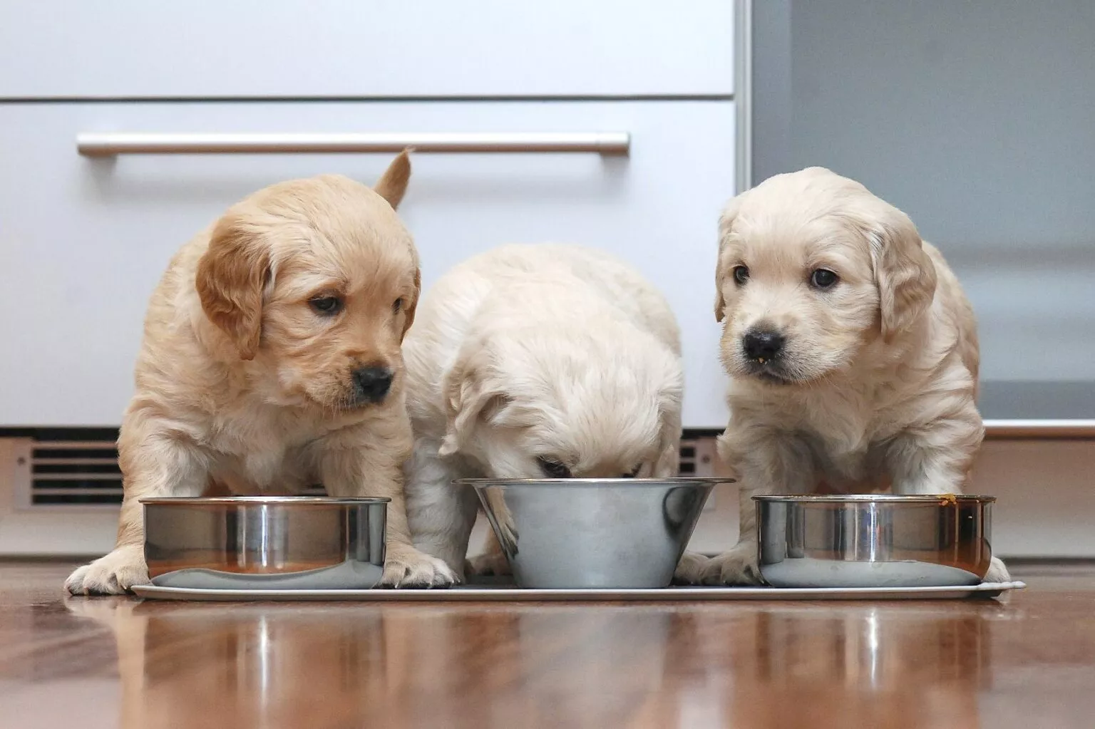 Tri štenca jedu iz zdjelica