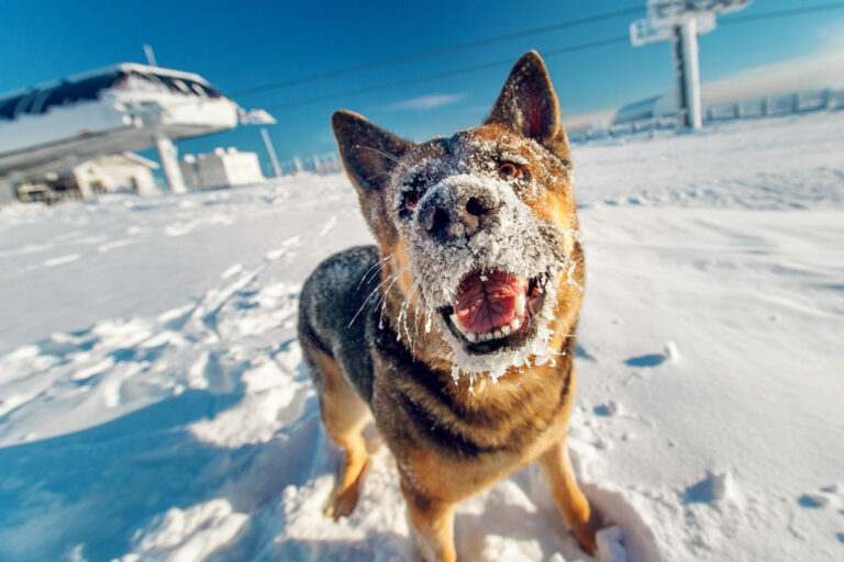 fotolia_131814671-1024×683 Šetnja zimi sa psom