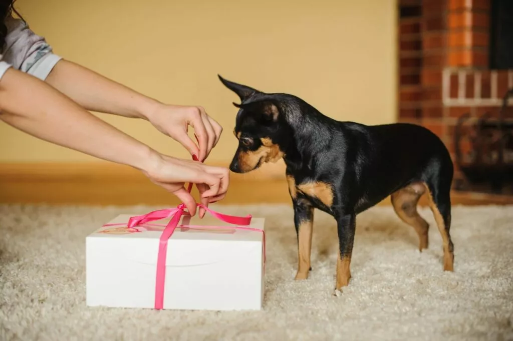 Pas čeka otvaranje poklona
