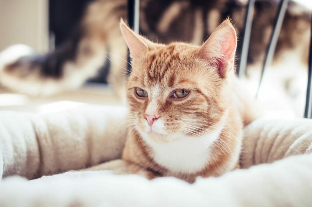 AdobeStock_148113373-1536×1023