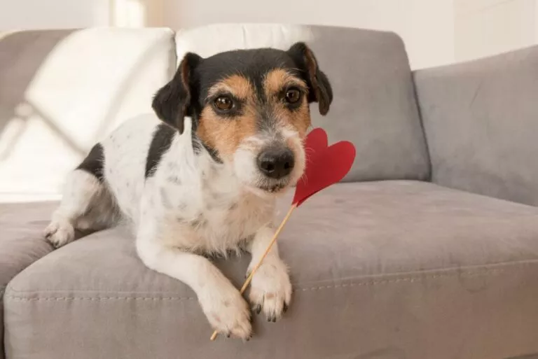 Valentinovo za pse - Pas sa srcem na sofi
