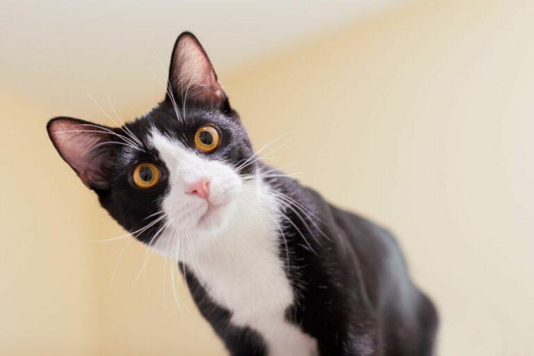 AdobeStock_256568856-1024×682 Tuxedo mačka
