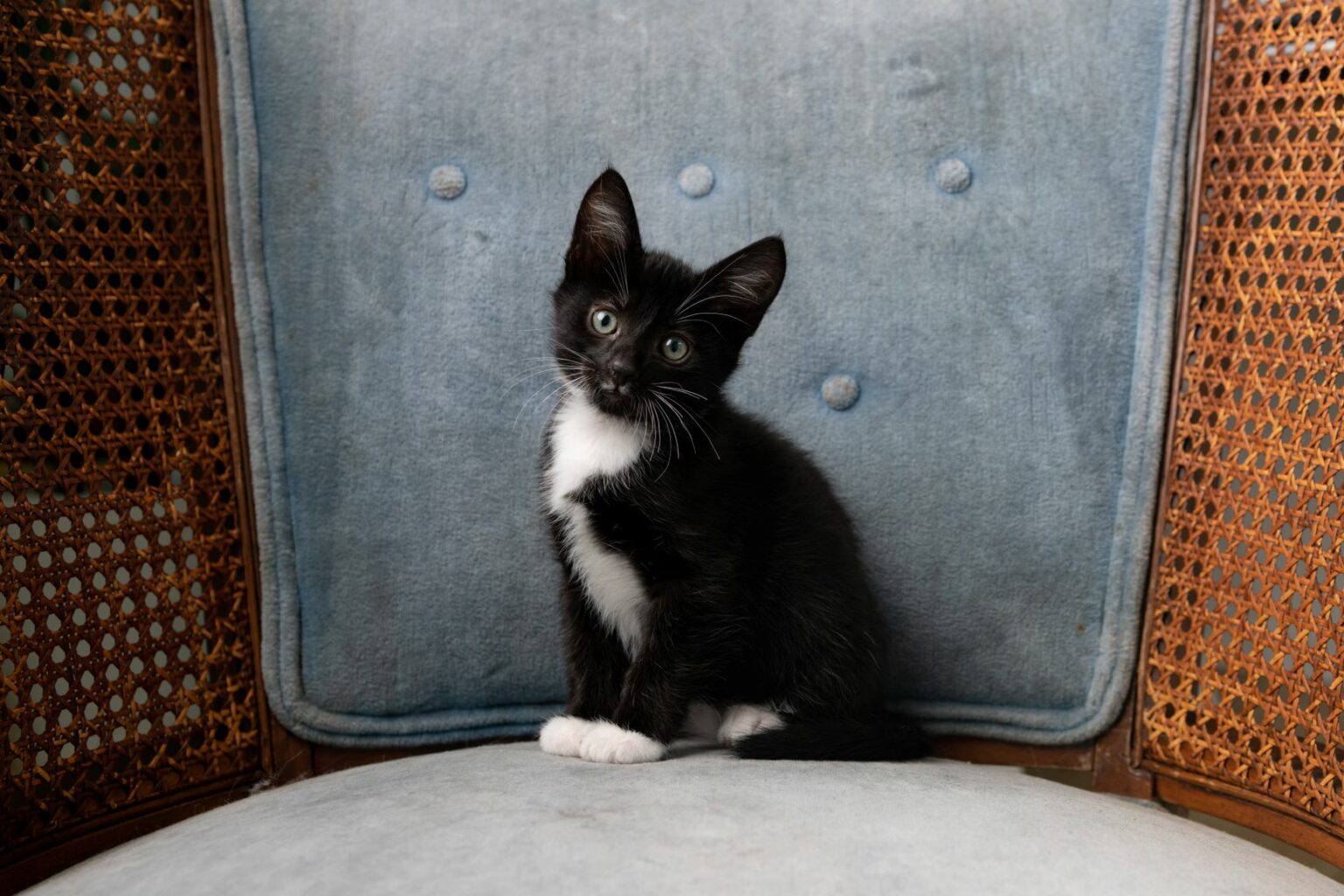 AdobeStock_288245779-1536×1024 Tuxedo mačić