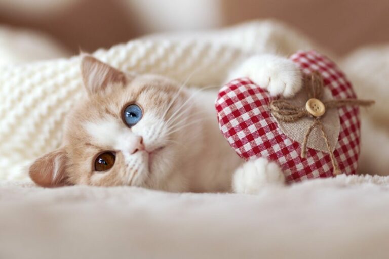 Valentinovo za mačku – AdobeStock_301227982-1024×682 Mačka sa srcem u šapama