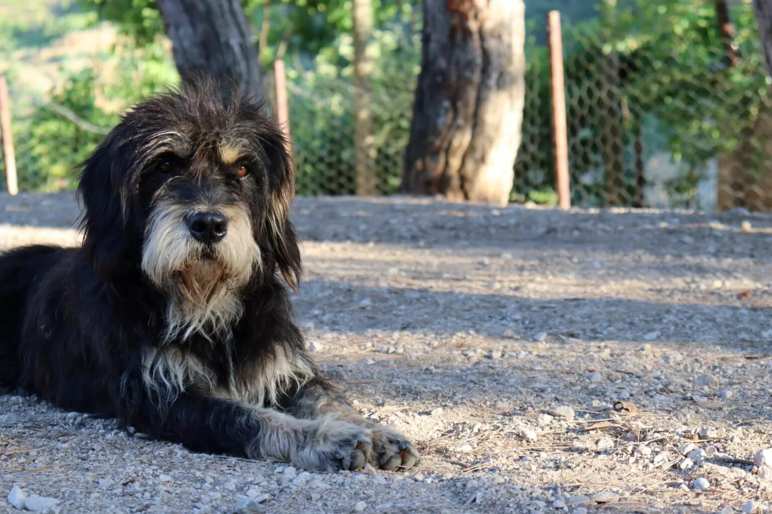 Bernedoodle s dugom crnom dlakom